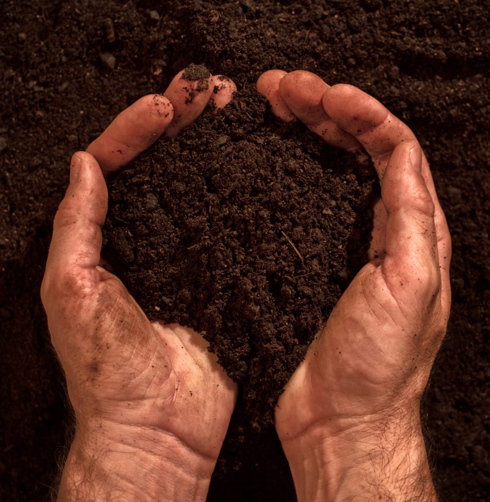 Fertile soil in dirty male hands, man holding arable cultivated humus dirt